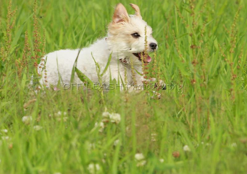 little bunny hoping in the grass