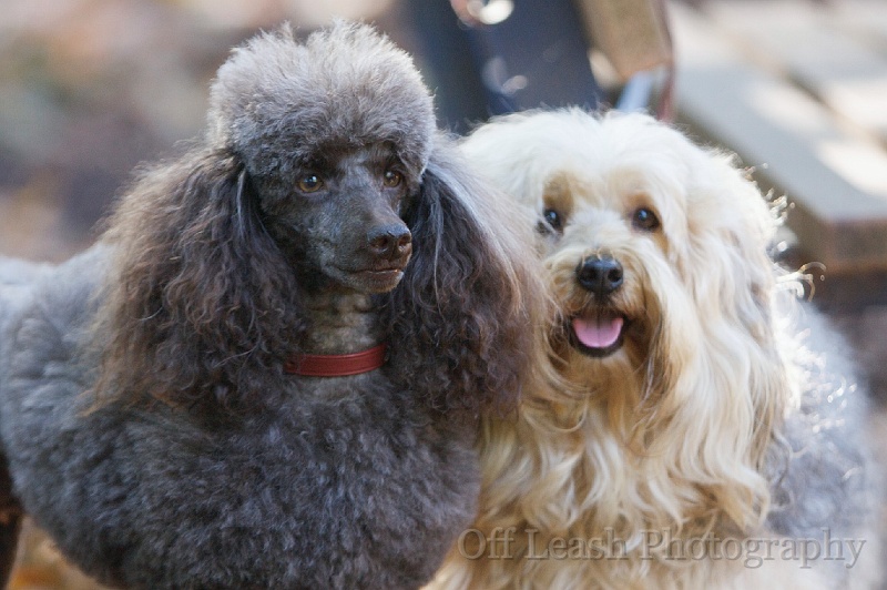 The proud parents Mocha and Freddie