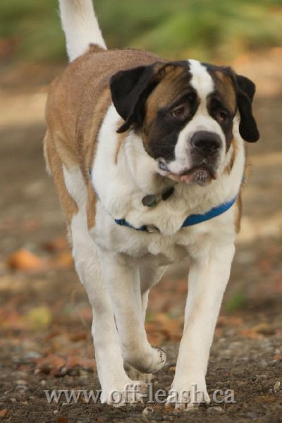 Abby, 160 lbs of love