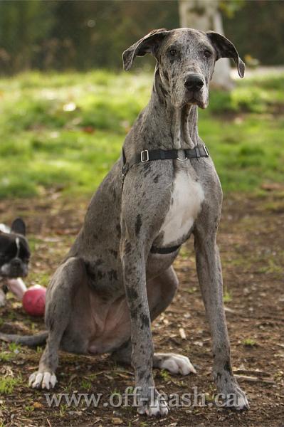 You can see little Clio rightbehing the Erys