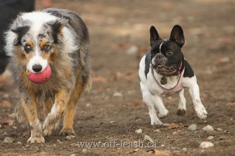 Give me that ball.....please?