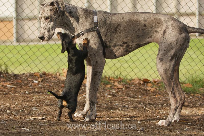 Hey buddy I want to tell you something funny..