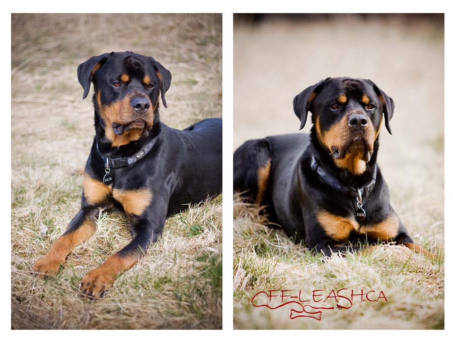 Caleb Rottweiler photographed in South Surrey | Dog photography blog ...