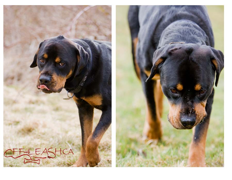 Caleb Rottweiler photographed in South Surrey | Dog photography blog ...