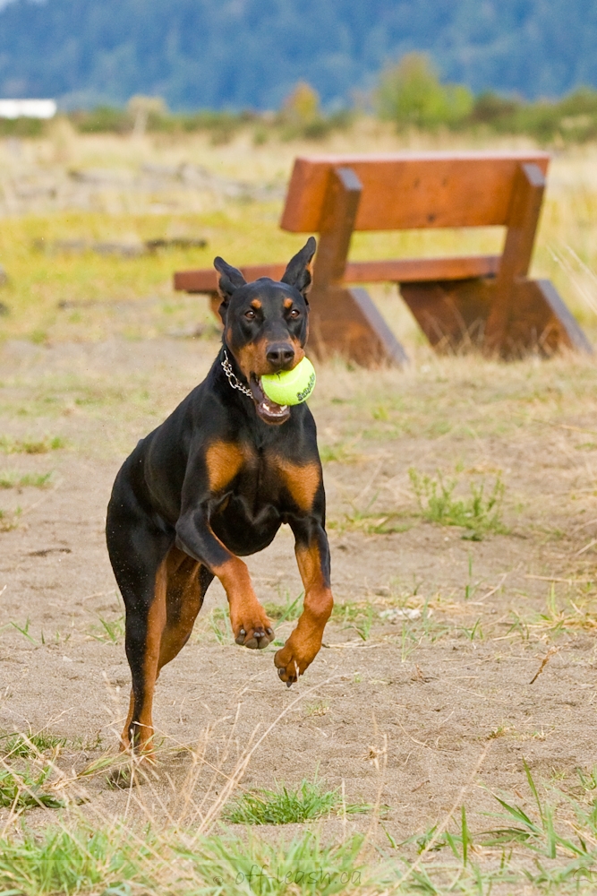 Karma Doberman | Dog photography blog from Off-leash.ca