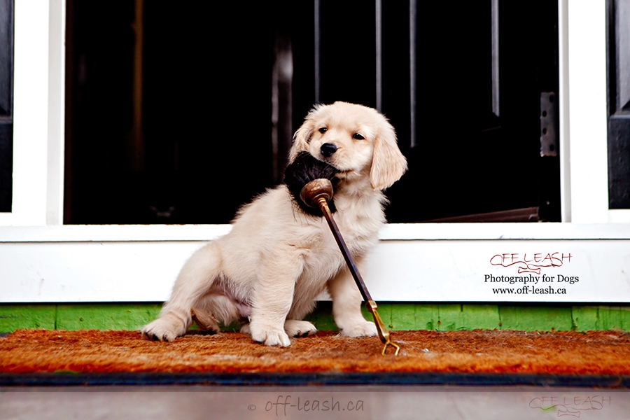 are golden retrievers good off leash